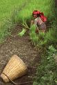 WT 148-11 Nepal Red Turban